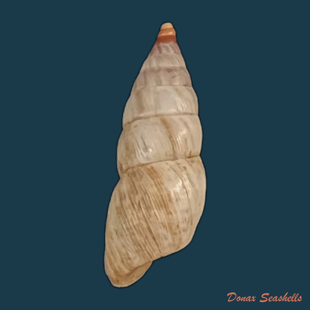 copia-de-bostryx-umbilicatus-miller-1979-20-2mm-1