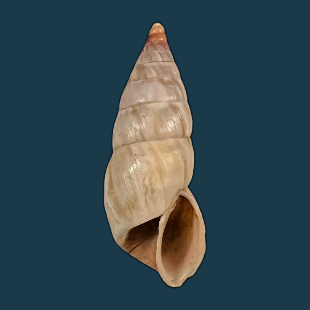 copia-de-bostryx-umbilicatus-miller-1979-20-2mm-1