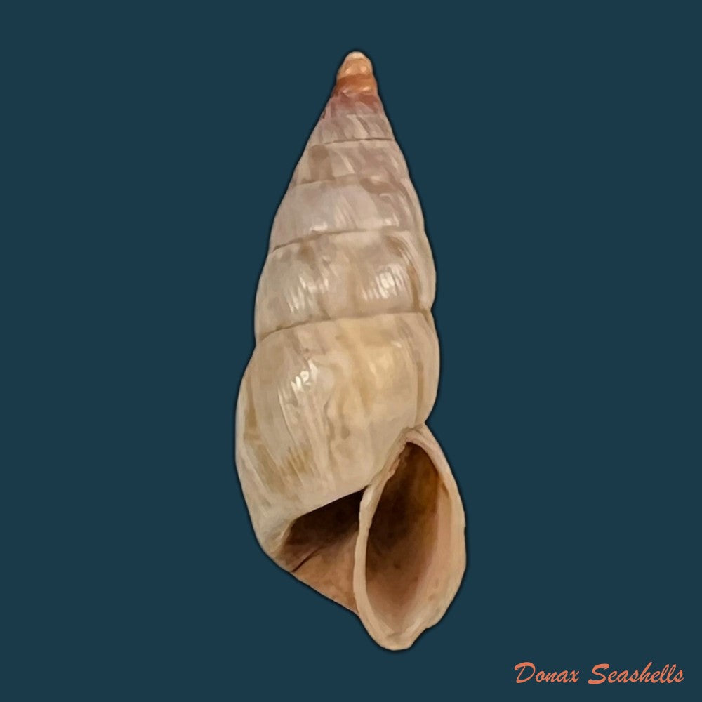 copia-de-bostryx-umbilicatus-miller-1979-20-2mm-1