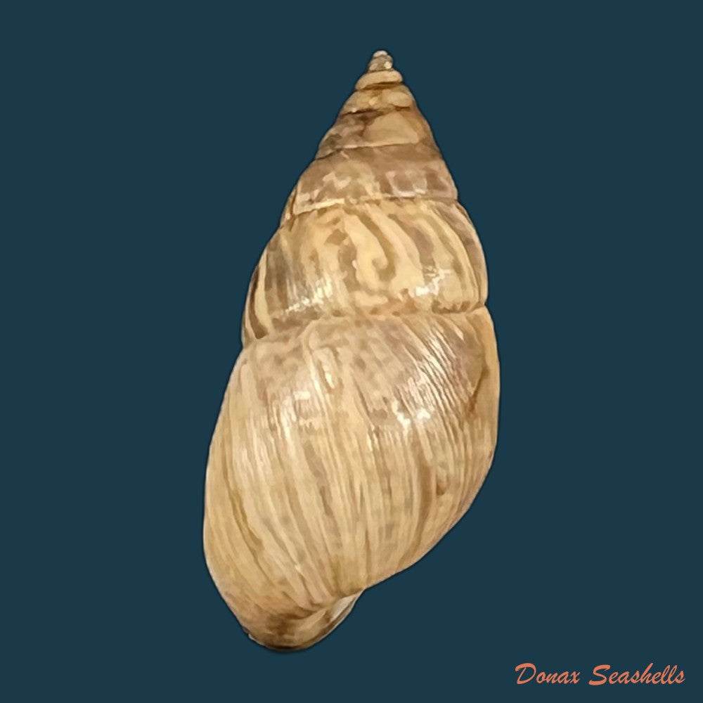 copia-de-bostryx-umbilicatus-miller-1979-20-2mm-2
