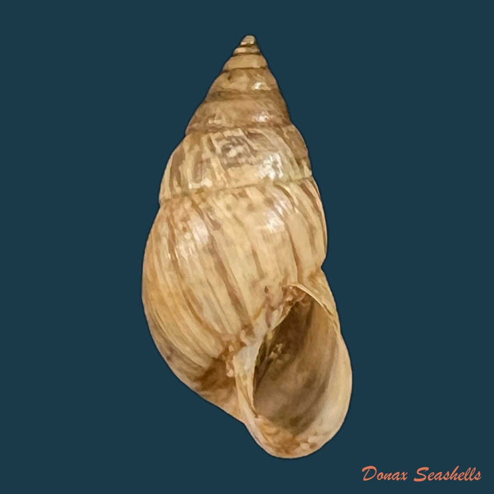 copia-de-bostryx-umbilicatus-miller-1979-20-2mm-2