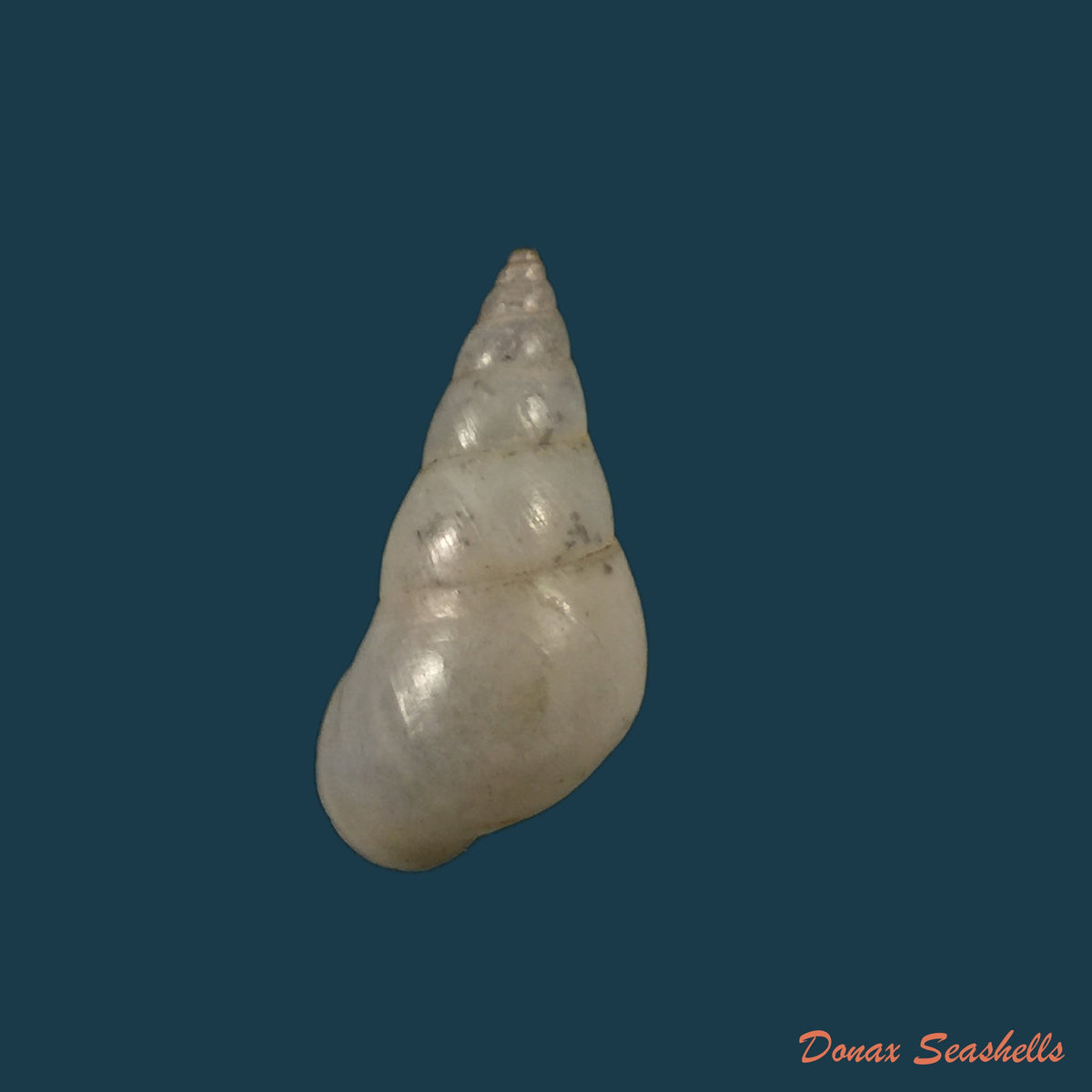 copia-de-botheriembyron-dux-pfeiffer-1861-35mm