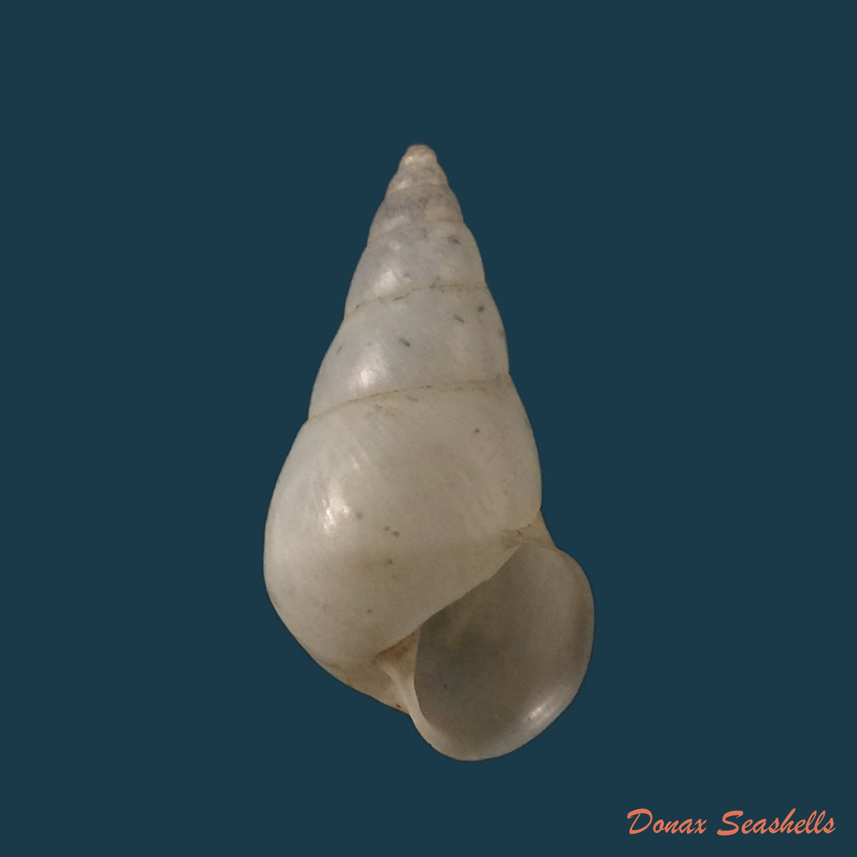 copia-de-botheriembyron-dux-pfeiffer-1861-35mm