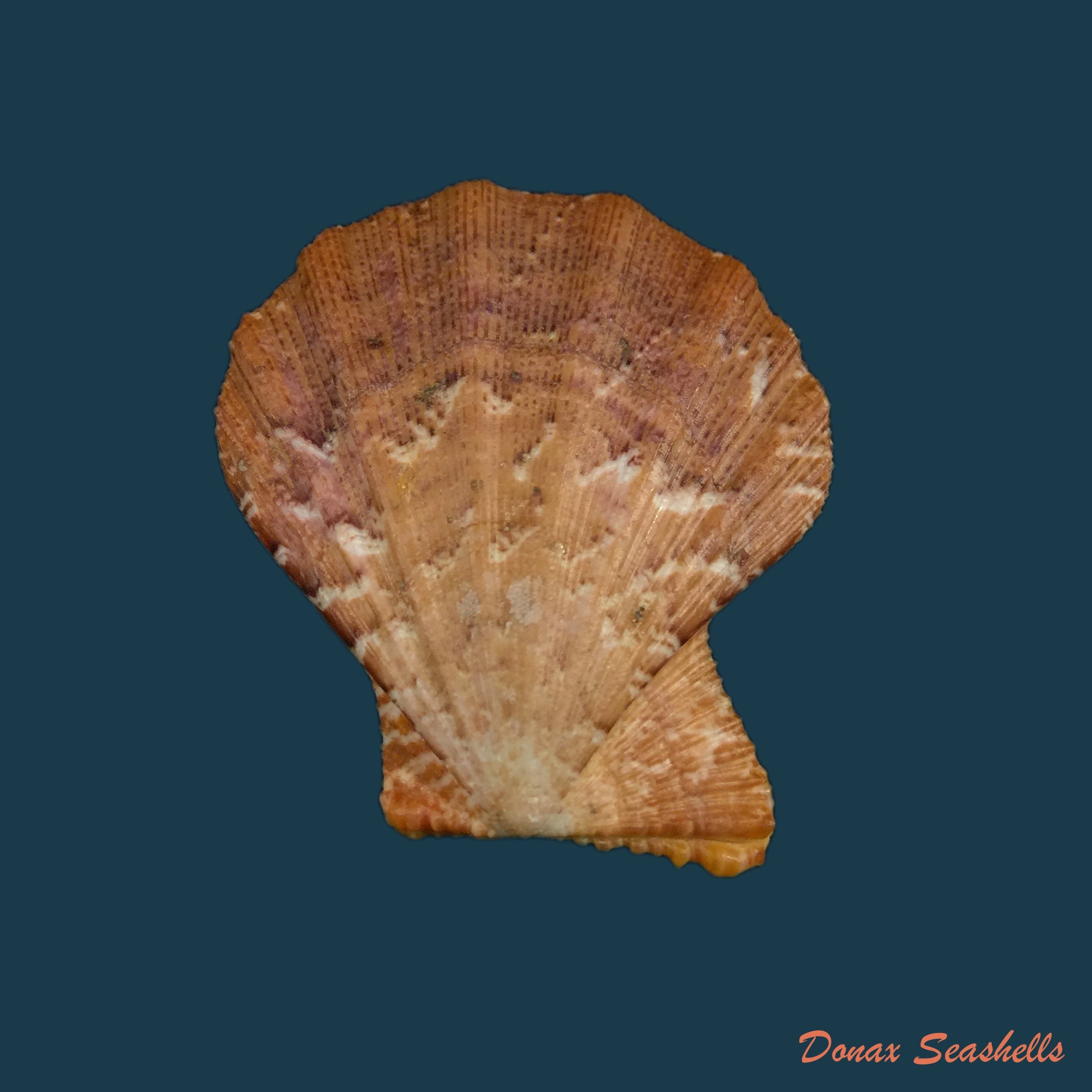 copia-de-bractechlamys-corallinoides-dorbigny-1840-27-6mm-1