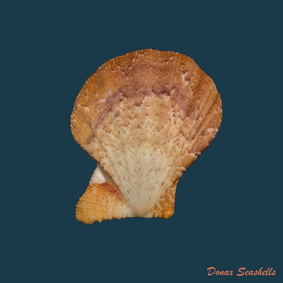 copia-de-bractechlamys-corallinoides-dorbigny-1840-27-6mm-1