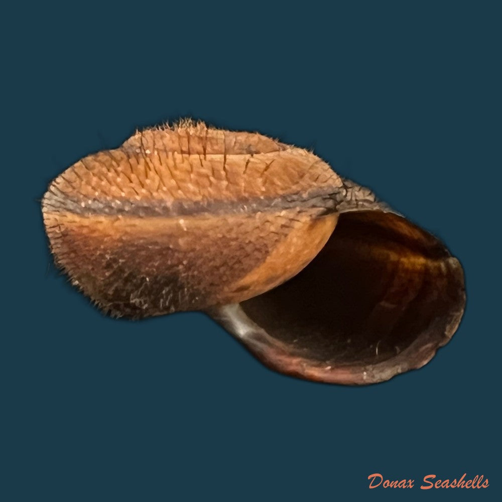 copia-de-bradybaena-giovannalimae-m-a-lima-t-cossignani-2021-17mm