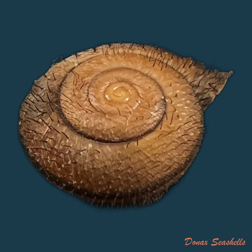copia-de-bradybaena-giovannalimae-m-a-lima-t-cossignani-2021-17mm