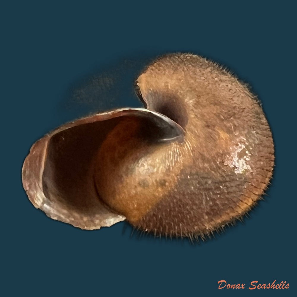 copia-de-bradybaena-giovannalimae-m-a-lima-t-cossignani-2021-17mm