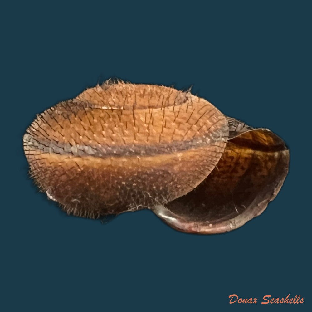 copia-de-bradybaena-giovannalimae-m-a-lima-t-cossignani-2021-17mm