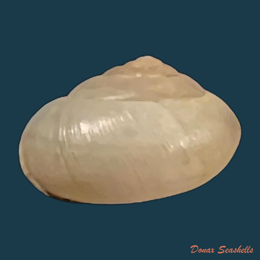 copia-de-bradybaena-similaris-ferussac-1821-11-9mm