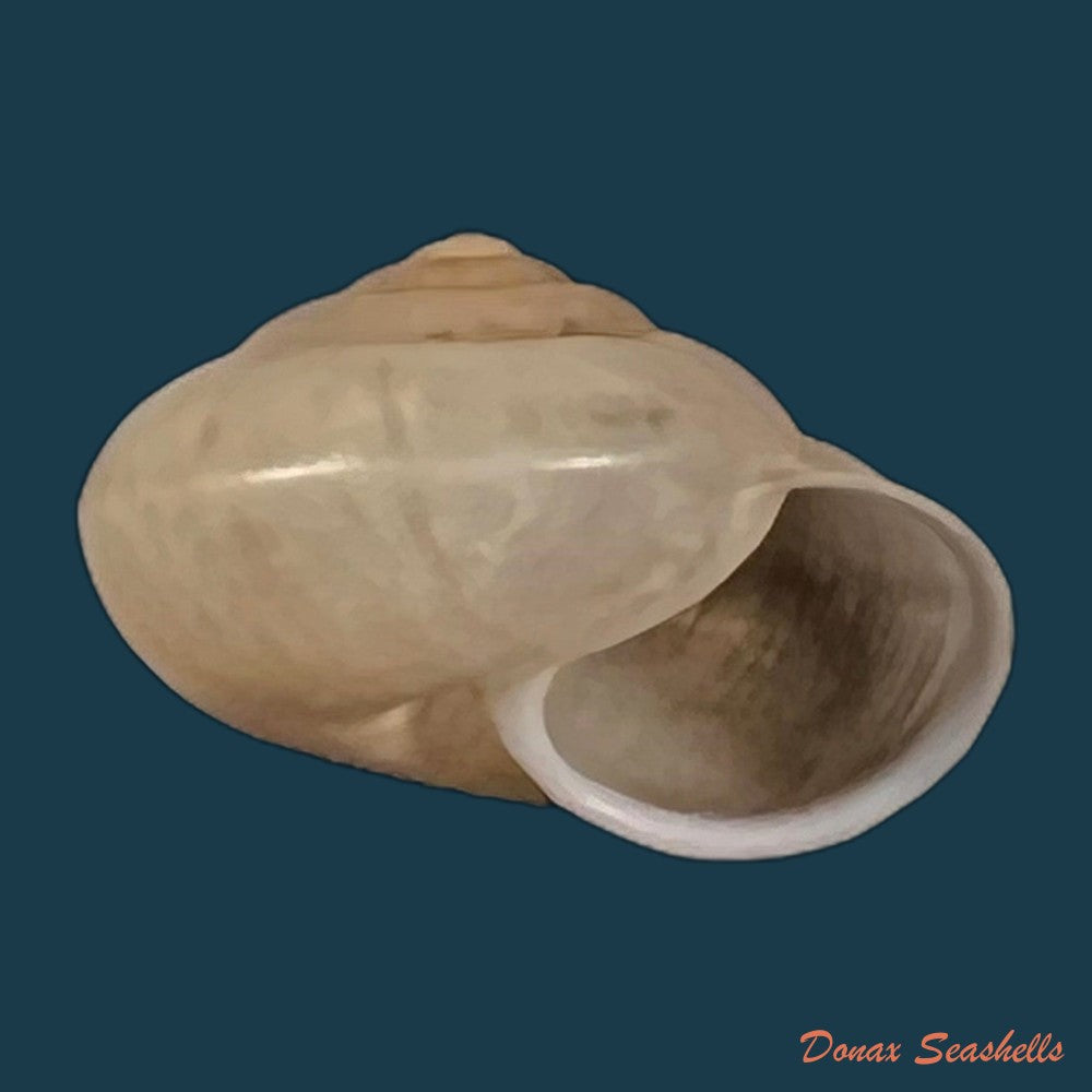 copia-de-bradybaena-similaris-ferussac-1821-11-9mm
