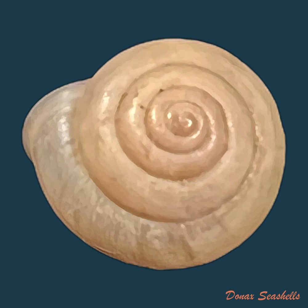 copia-de-bradybaena-similaris-ferussac-1821-13-7mm-1