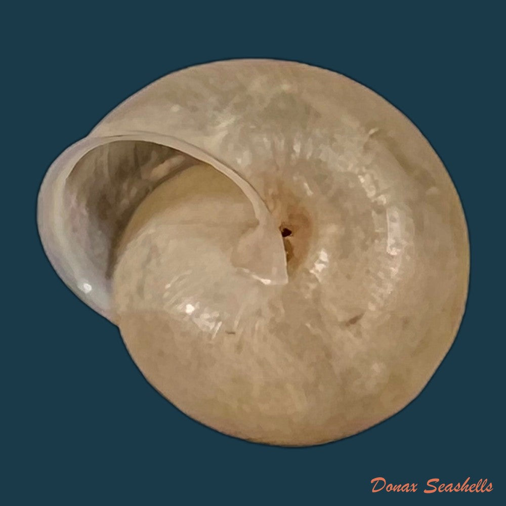 copia-de-bradybaena-similaris-ferussac-1821-13-7mm-1
