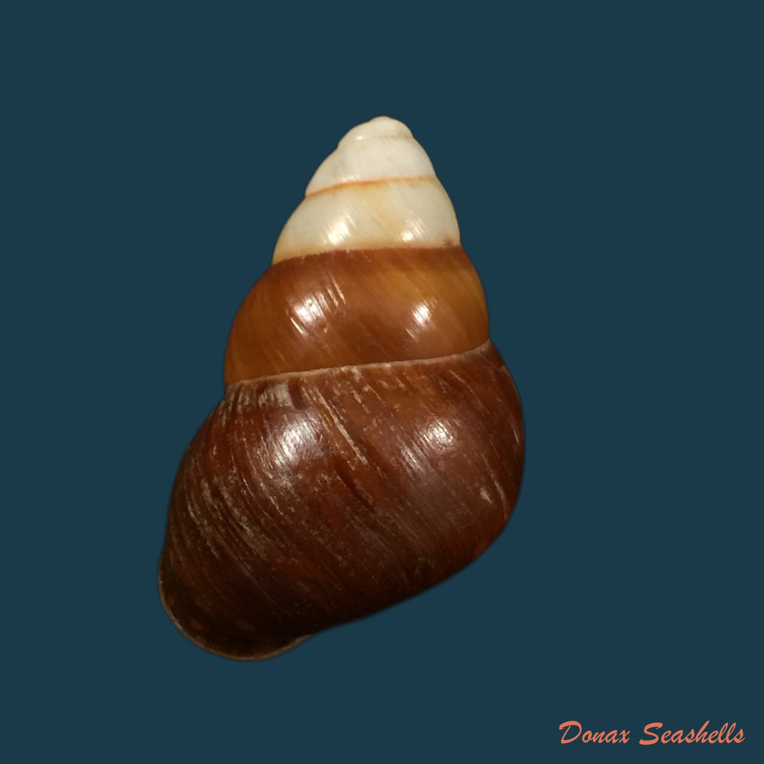 copia-de-bradybaena-similaris-ferussac-1821-15mm