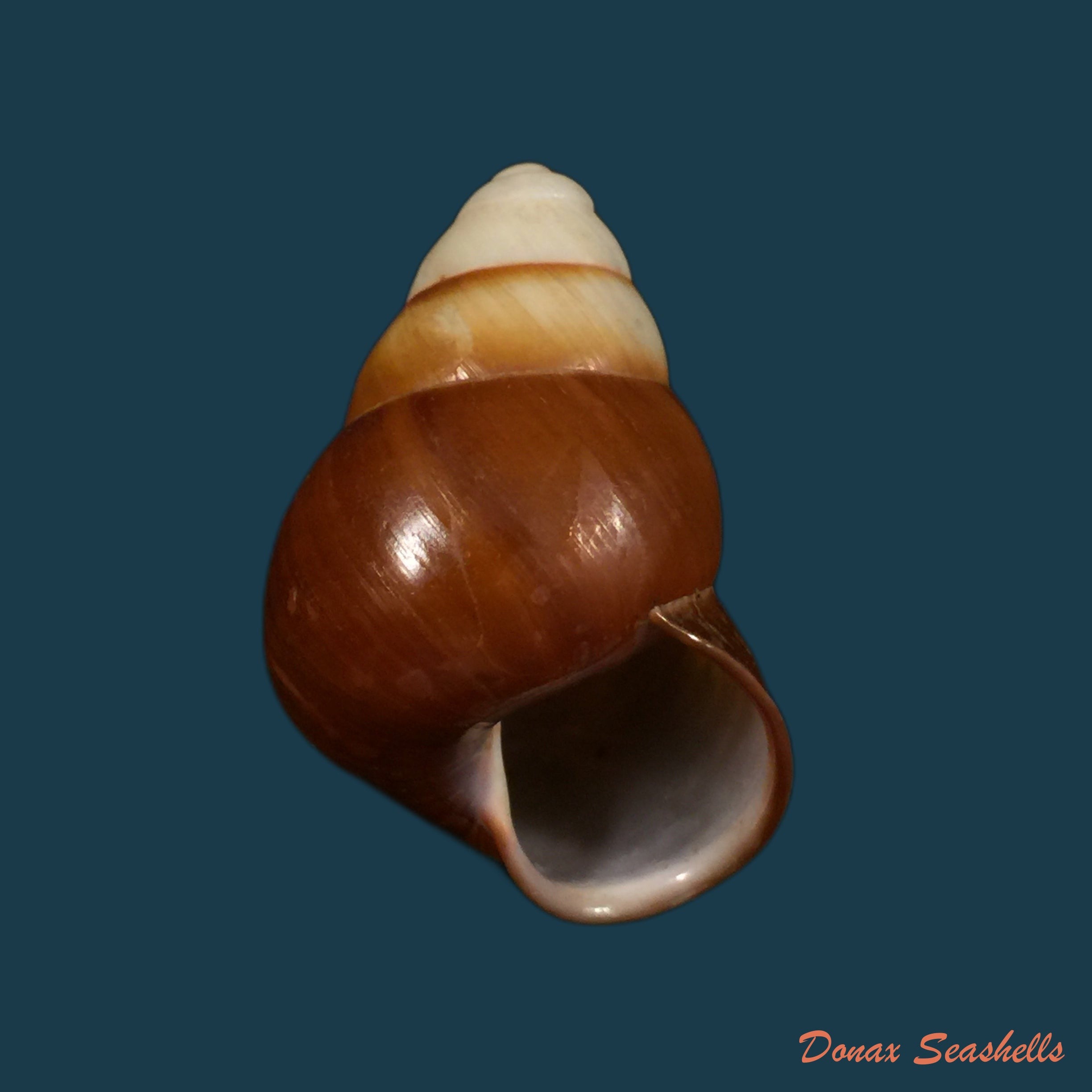 copia-de-bradybaena-similaris-ferussac-1821-15mm