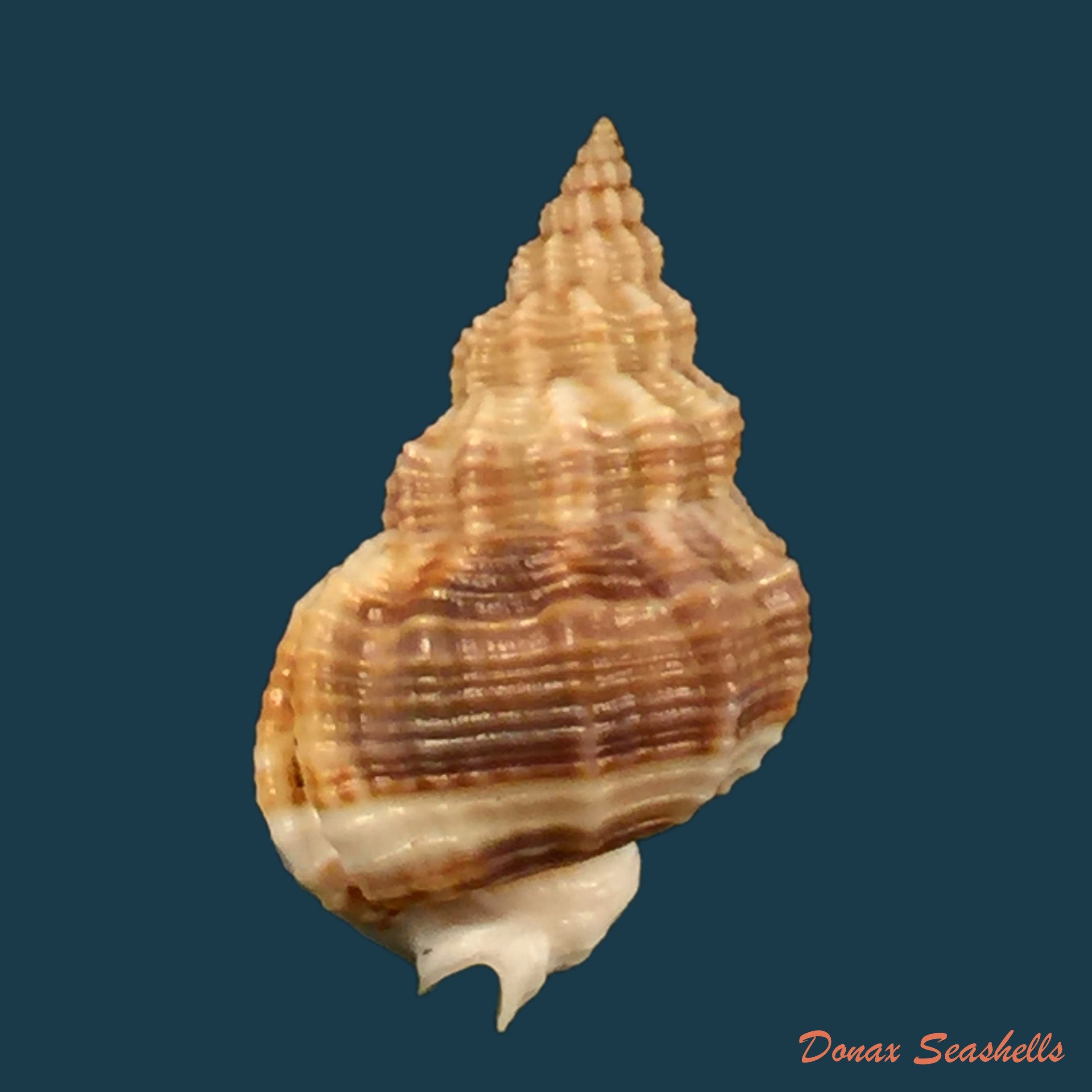 copia-de-buccinanops-duartei-klappenbach-1961-27-6mm