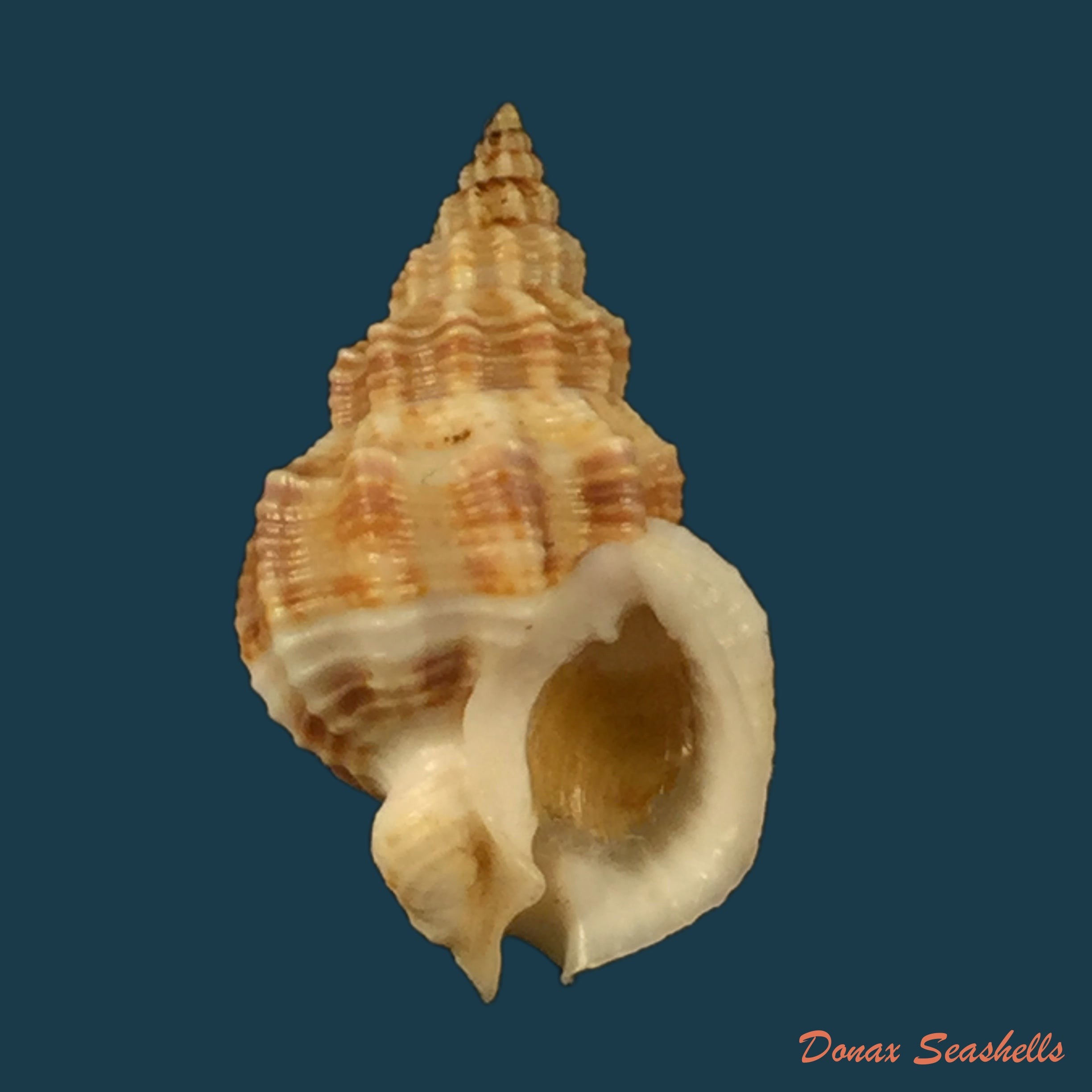 copia-de-buccinanops-duartei-klappenbach-1961-27-6mm
