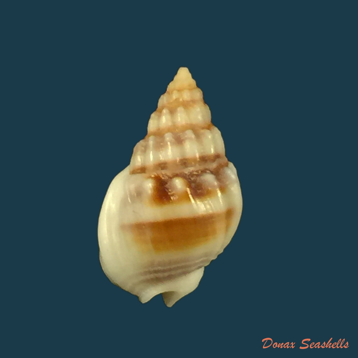 copia-de-buccinanops-globulous-kiener-1834-49-2mm
