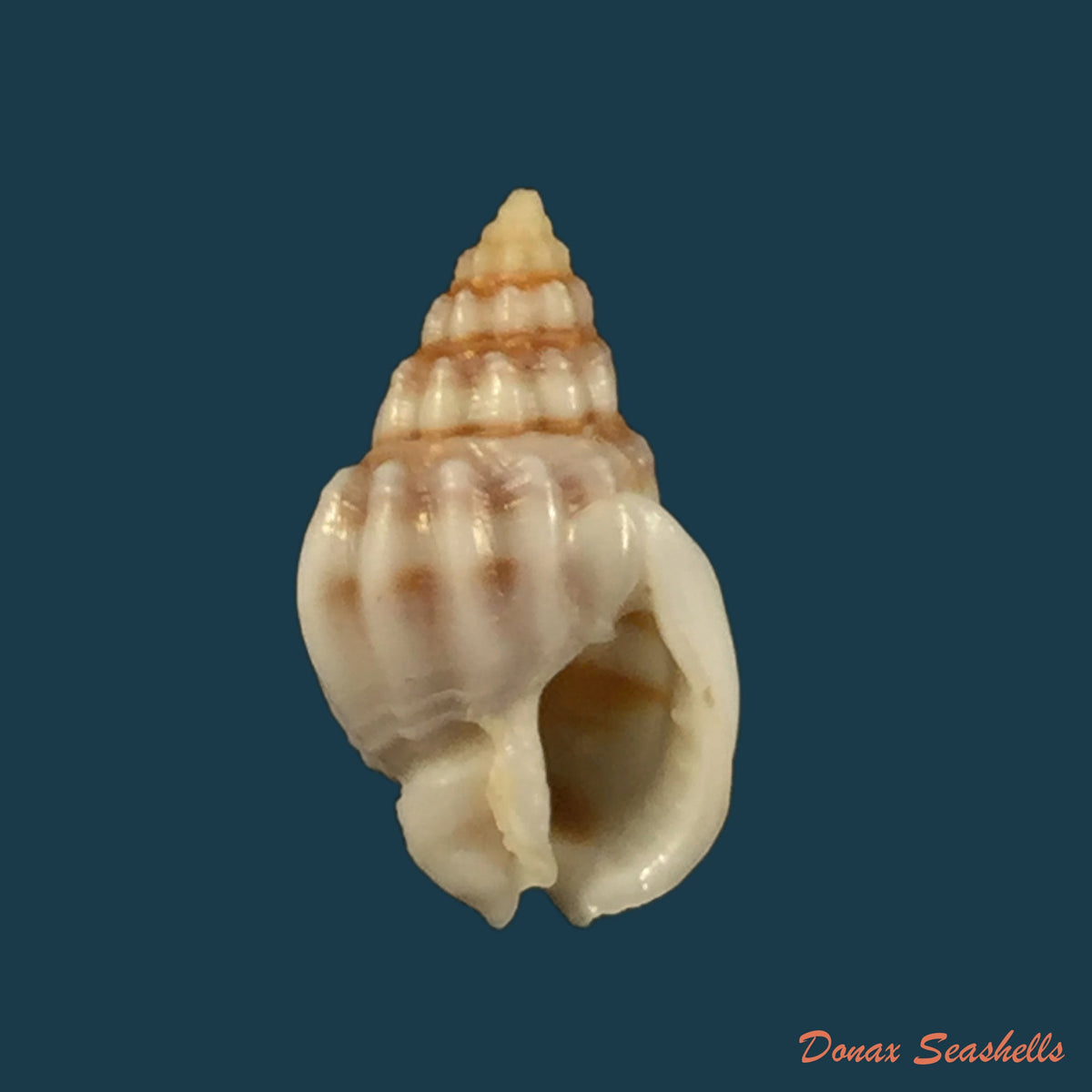 copia-de-buccinanops-globulous-kiener-1834-49-2mm