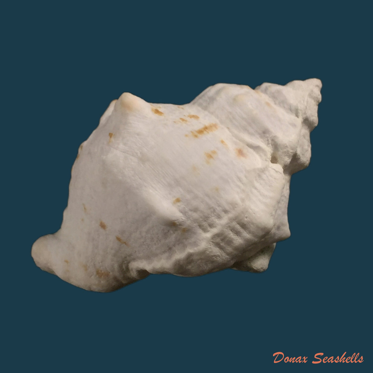 copia-de-bufonaria-perelegans-beu-1982-105-7mm