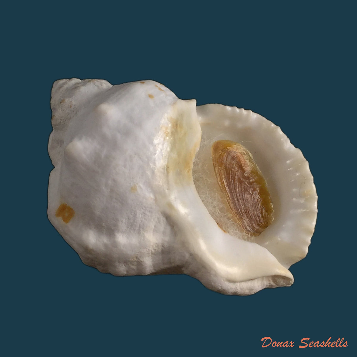 copia-de-bufonaria-perelegans-beu-1982-105-7mm