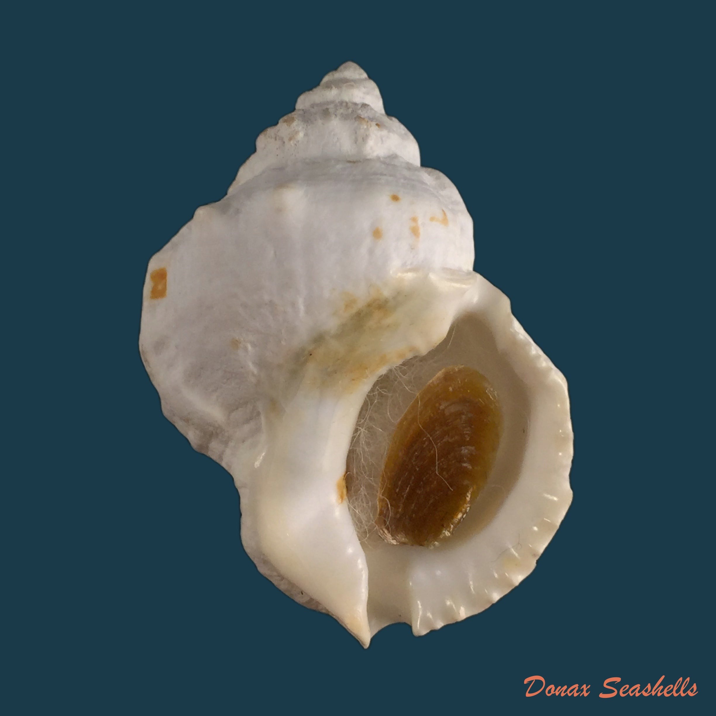 copia-de-bufonaria-perelegans-beu-1982-105-7mm