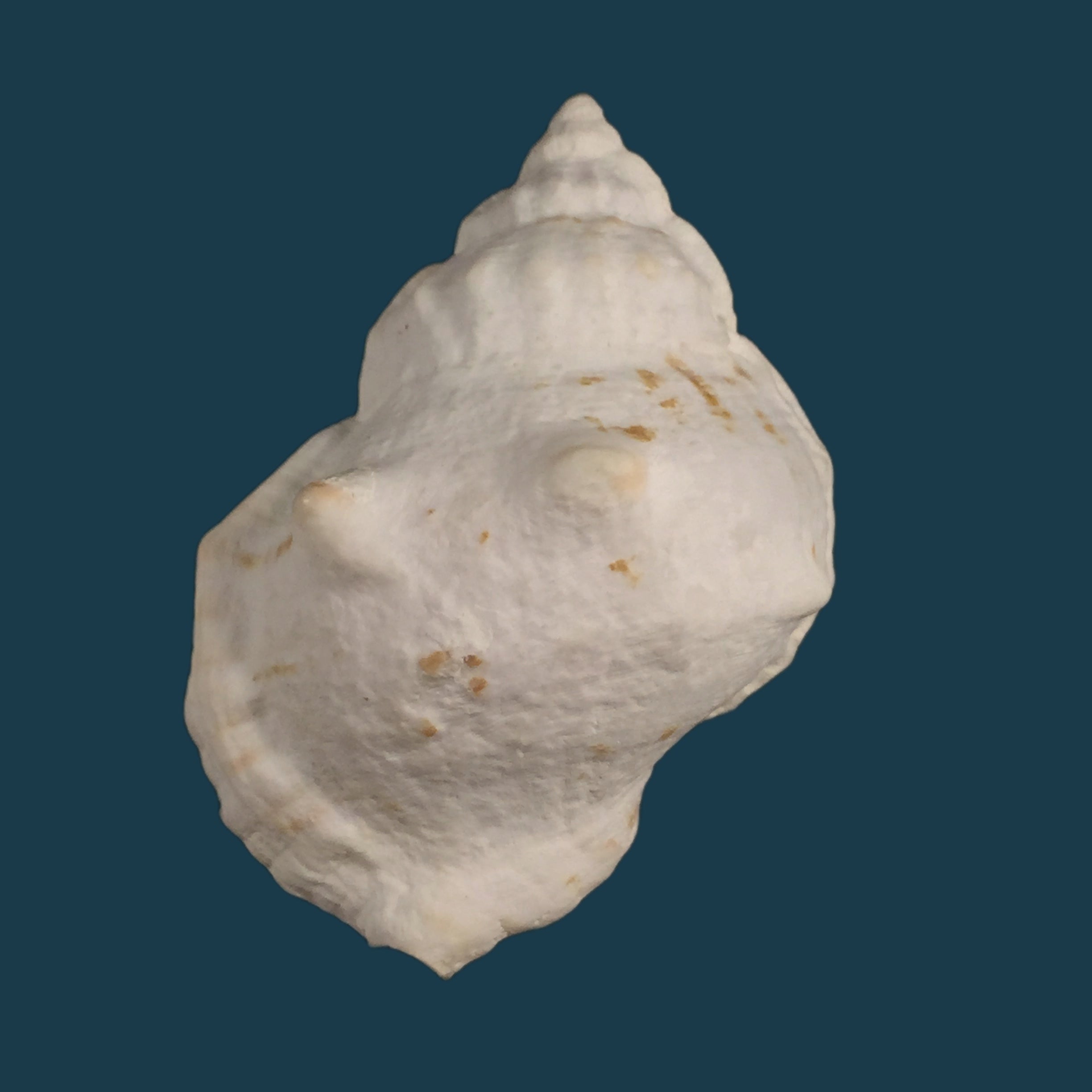 Crossata ventricosa (Broderip, 1833) - 60,9mm
