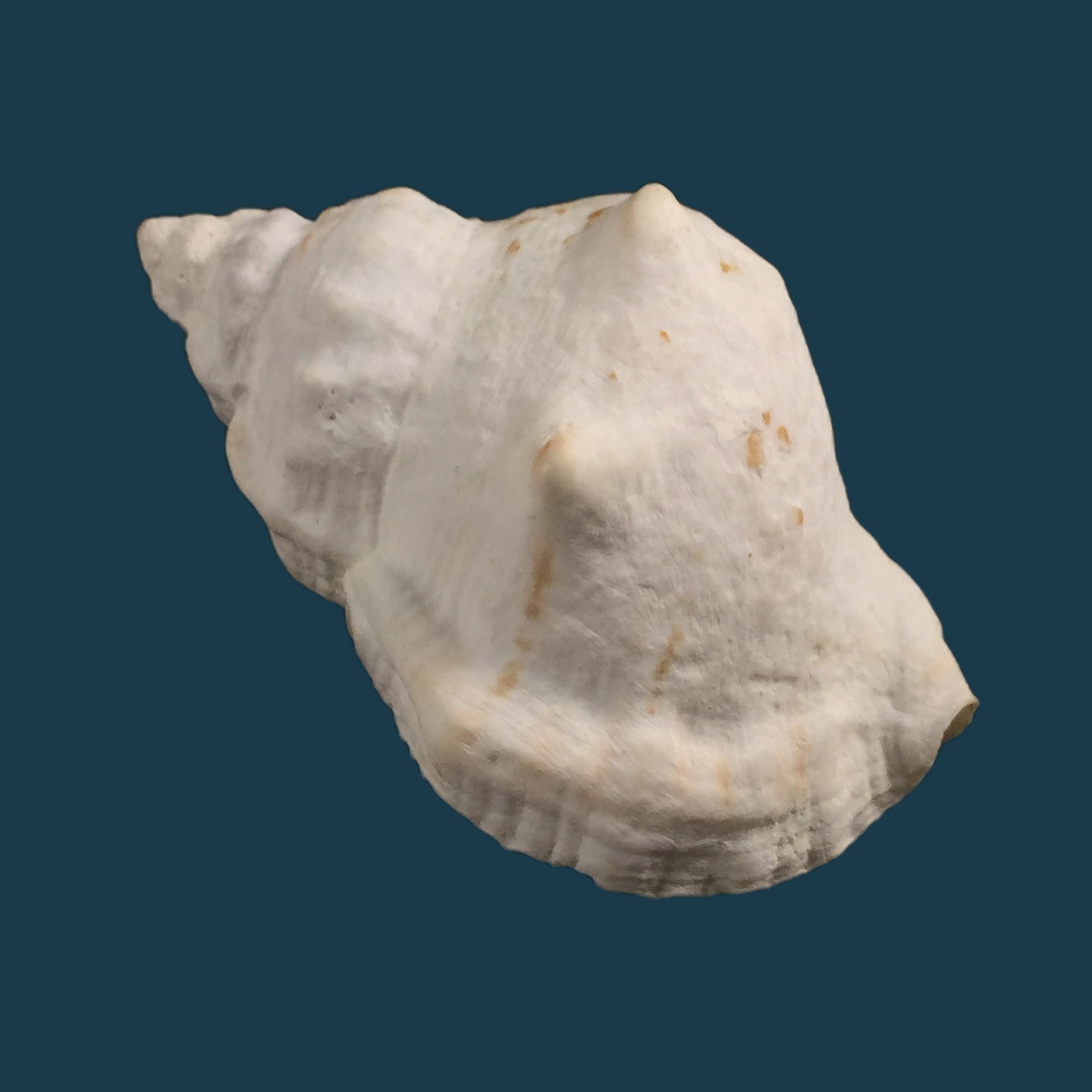Crossata ventricosa (Broderip, 1833) - 60,9mm