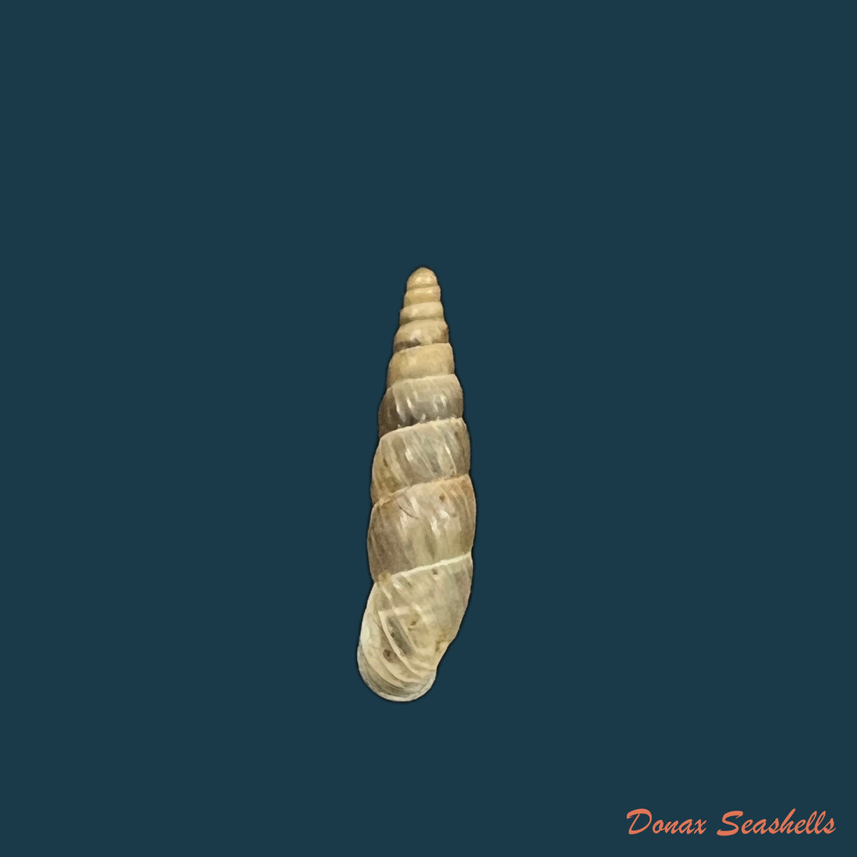 copia-de-bulgarica-cana-held-1836-14-3mm