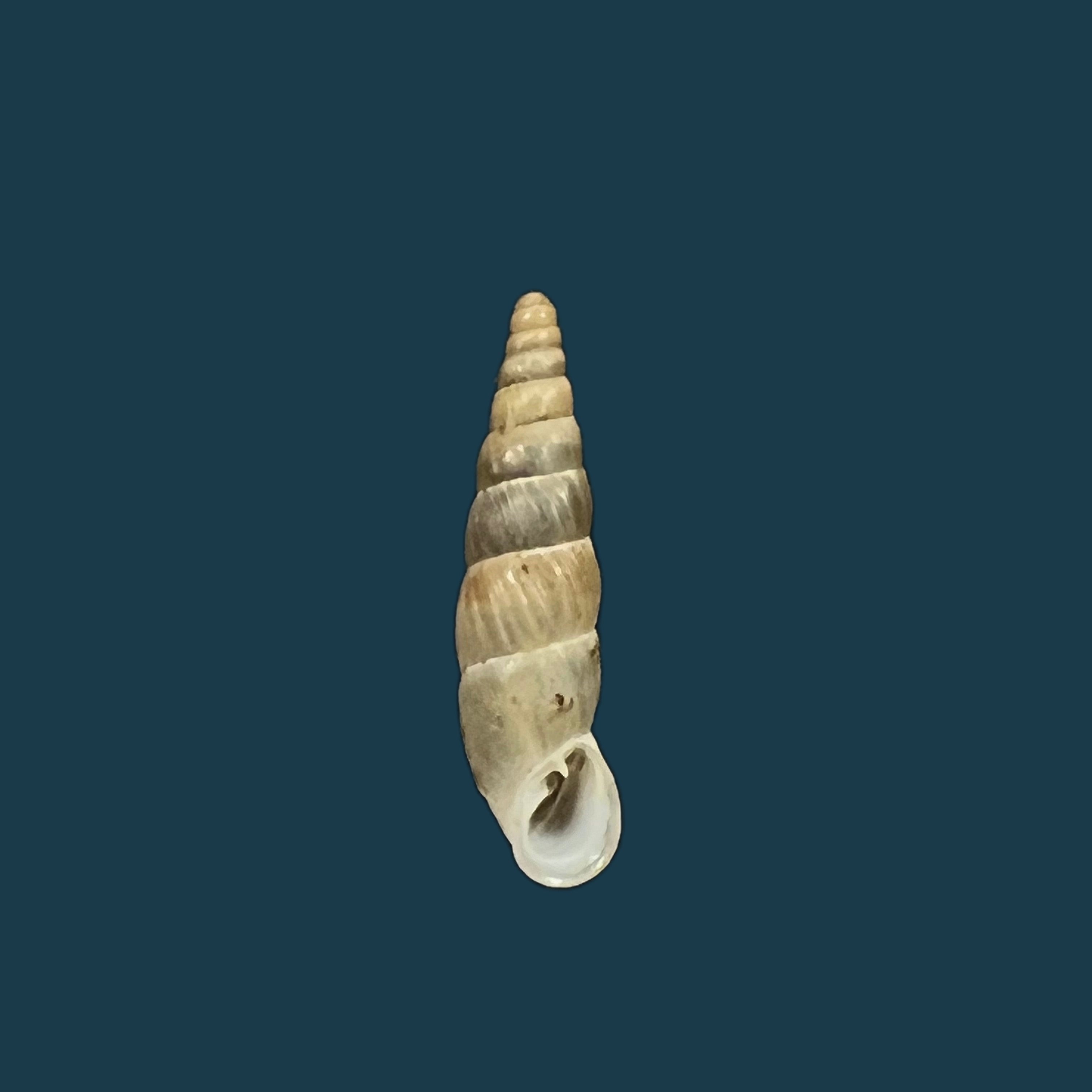 Alopia hildergardae hildergardae Kimakowicz, 1931 - 14,9mm