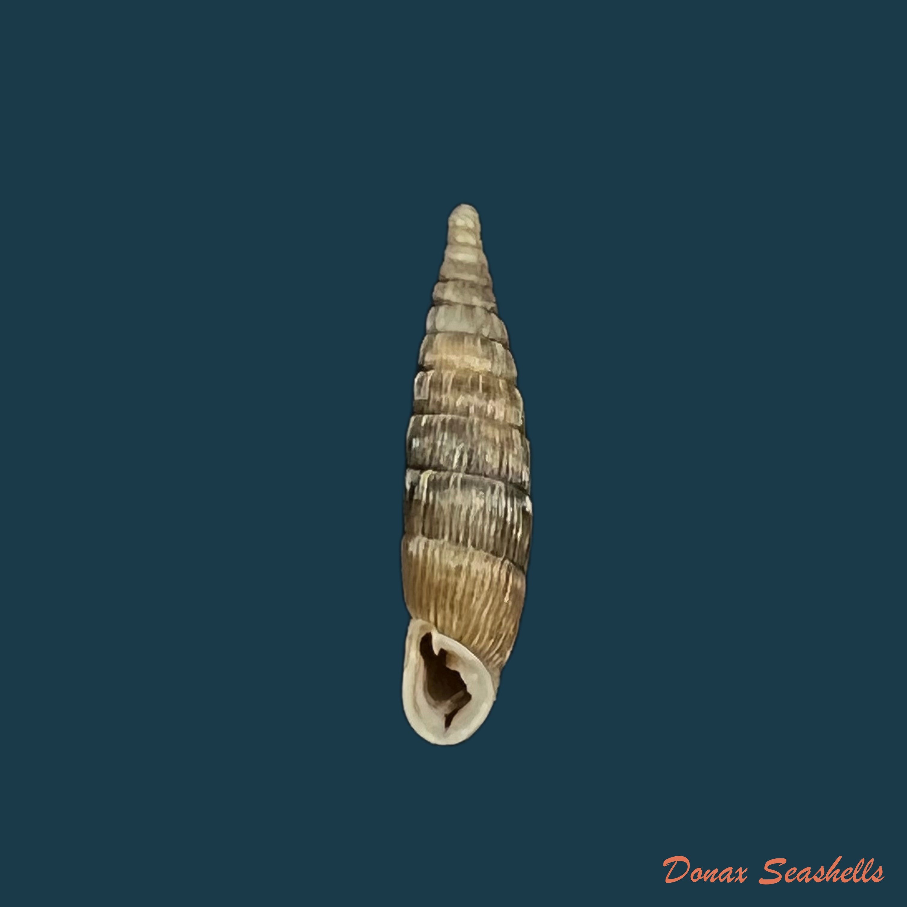 copia-de-bulgarica-vetusta-rossmassler-1836-15-2mm