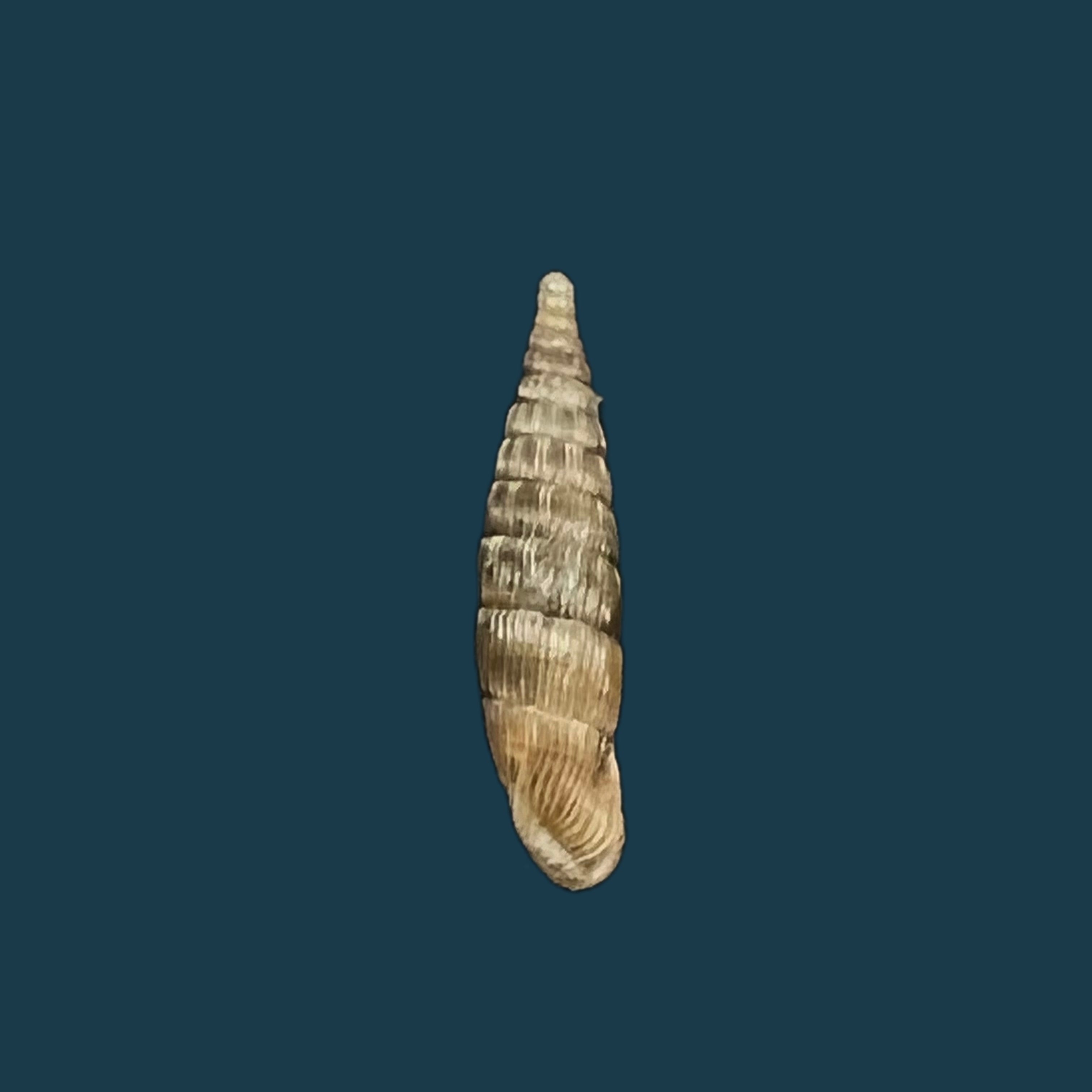 保加利亚 vetusta (Rossmassler, 1836) - 14,9mm