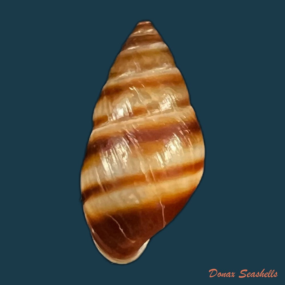 copia-de-bulimulus-guadalupensis-bruguiere-1789-15-1mm