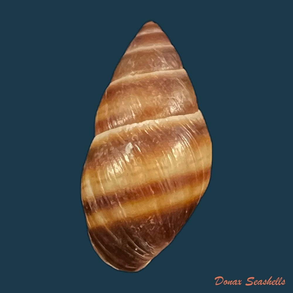 copia-de-bulimulus-guadalupensis-bruguiere-1789-16-1mm