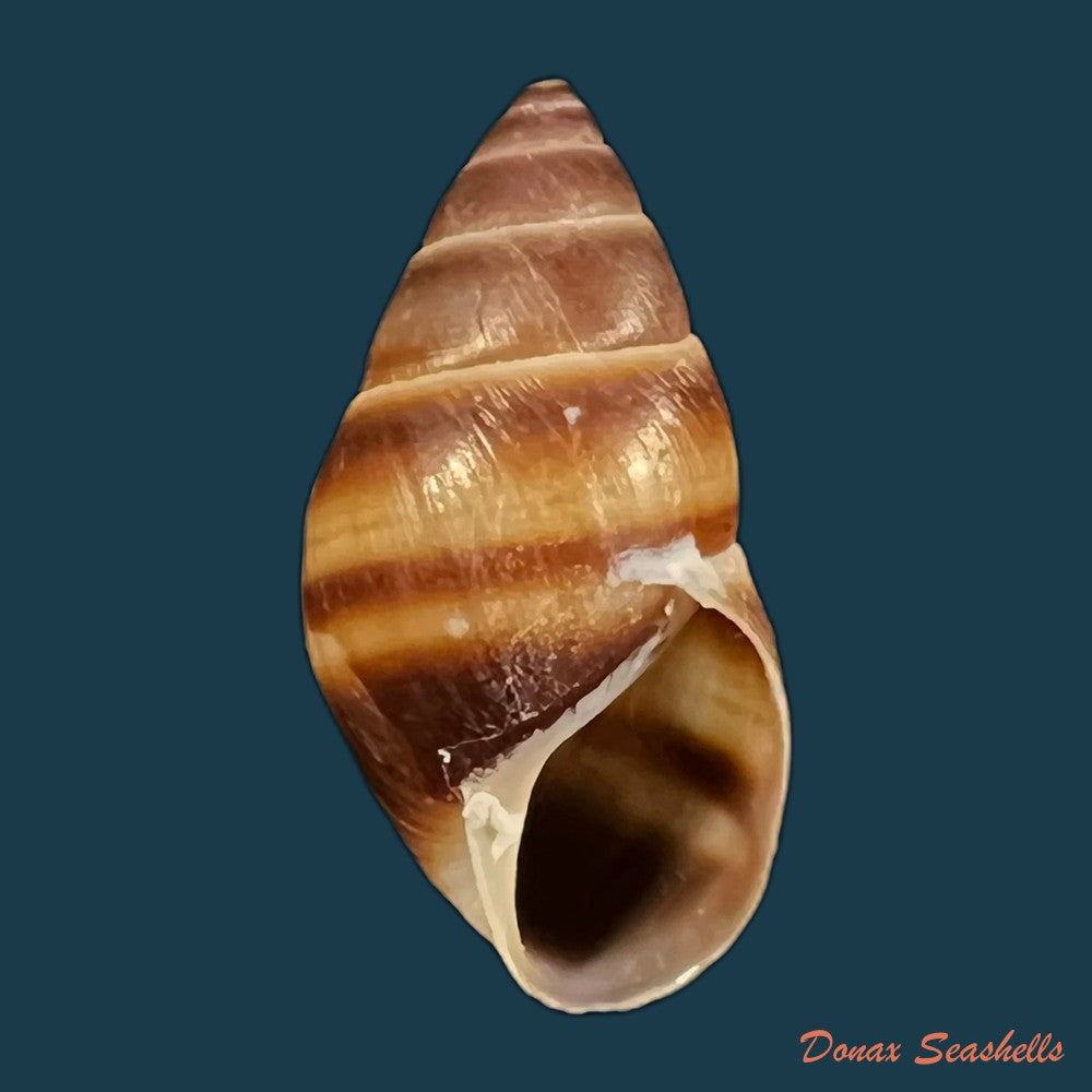 copia-de-bulimulus-guadalupensis-bruguiere-1789-16-1mm