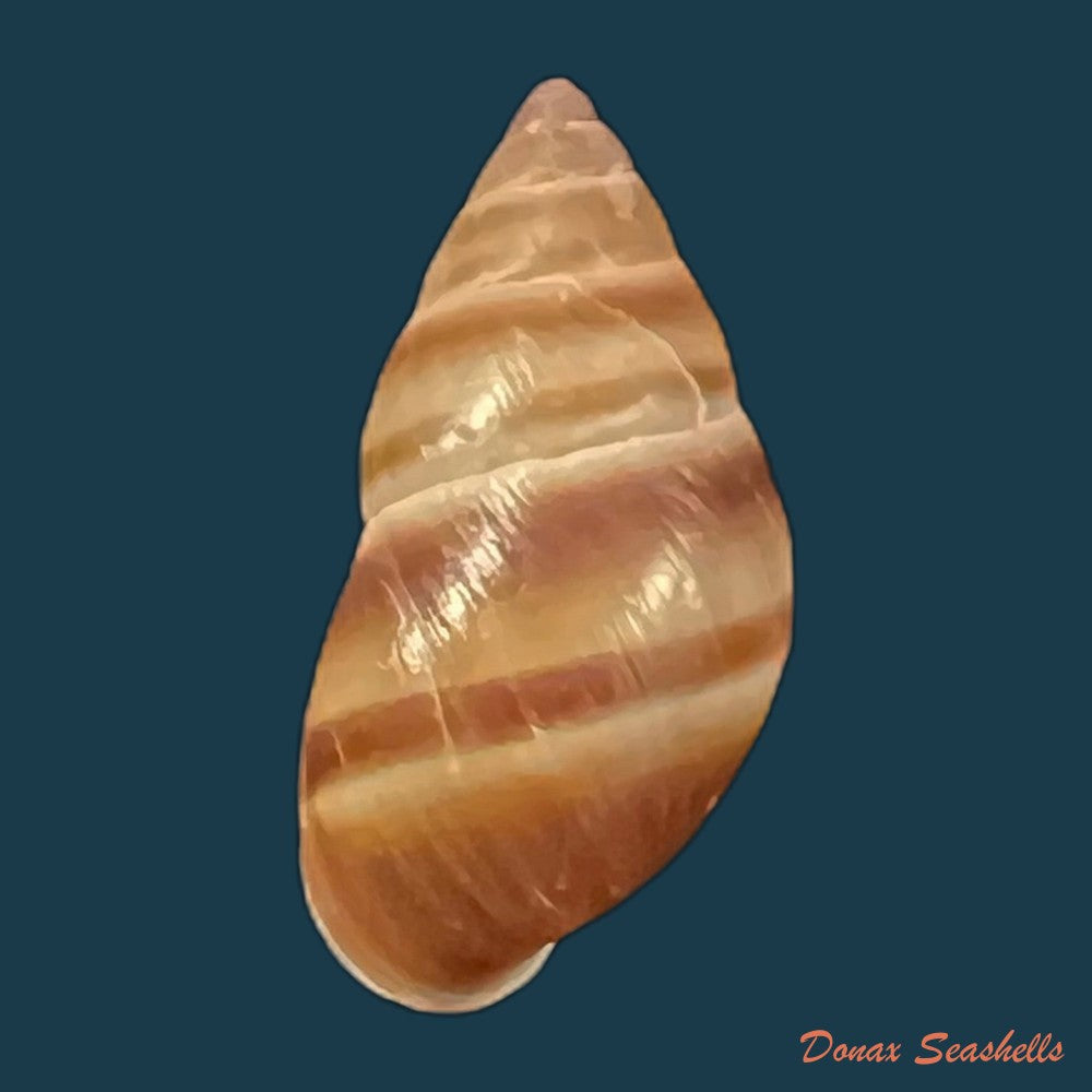 copia-de-bulimulus-guadalupensis-bruguiere-1789-16-6mm