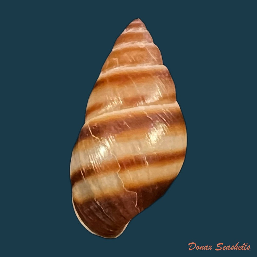 copia-de-bulimulus-guadalupensis-bruguiere-1789-16-8mm