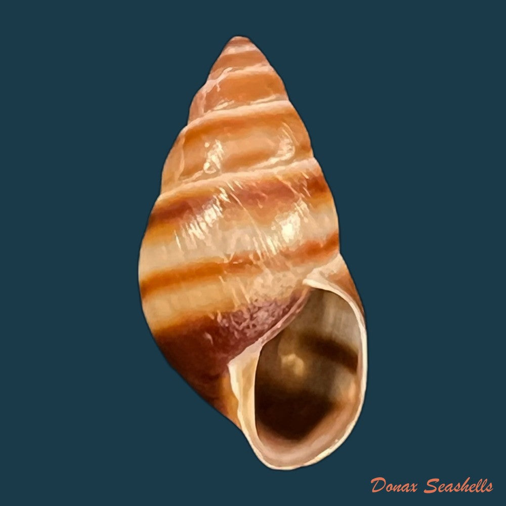 copia-de-bulimulus-guadalupensis-bruguiere-1789-16-8mm