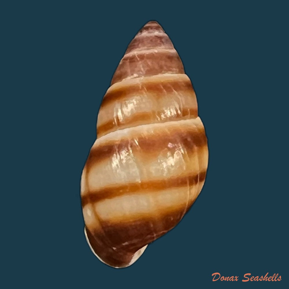 copia-de-bulimulus-guadalupensis-bruguiere-1789-17-1mm