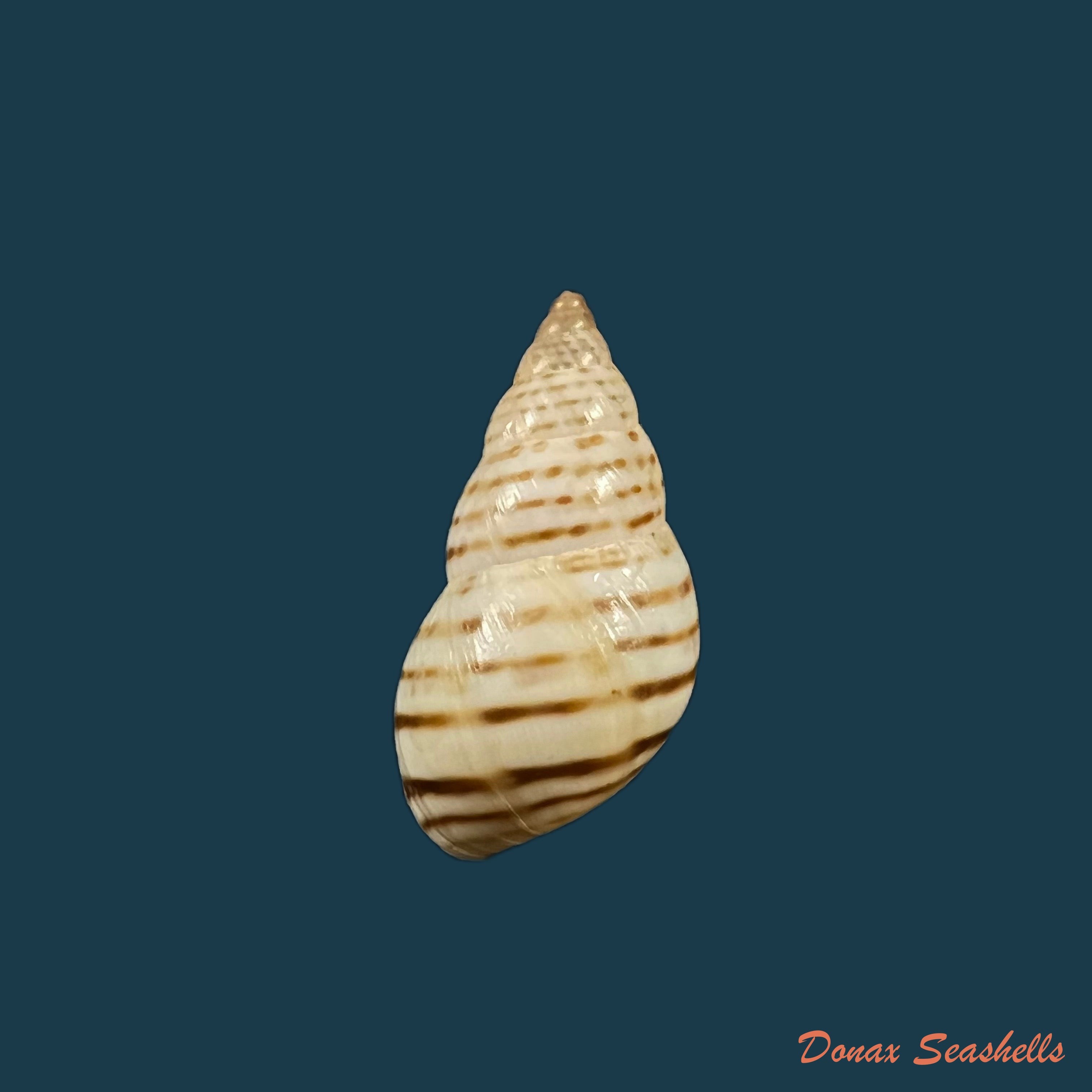 copia-de-bulimulus-guadalupensis-bruguiere-1789-18-2mm
