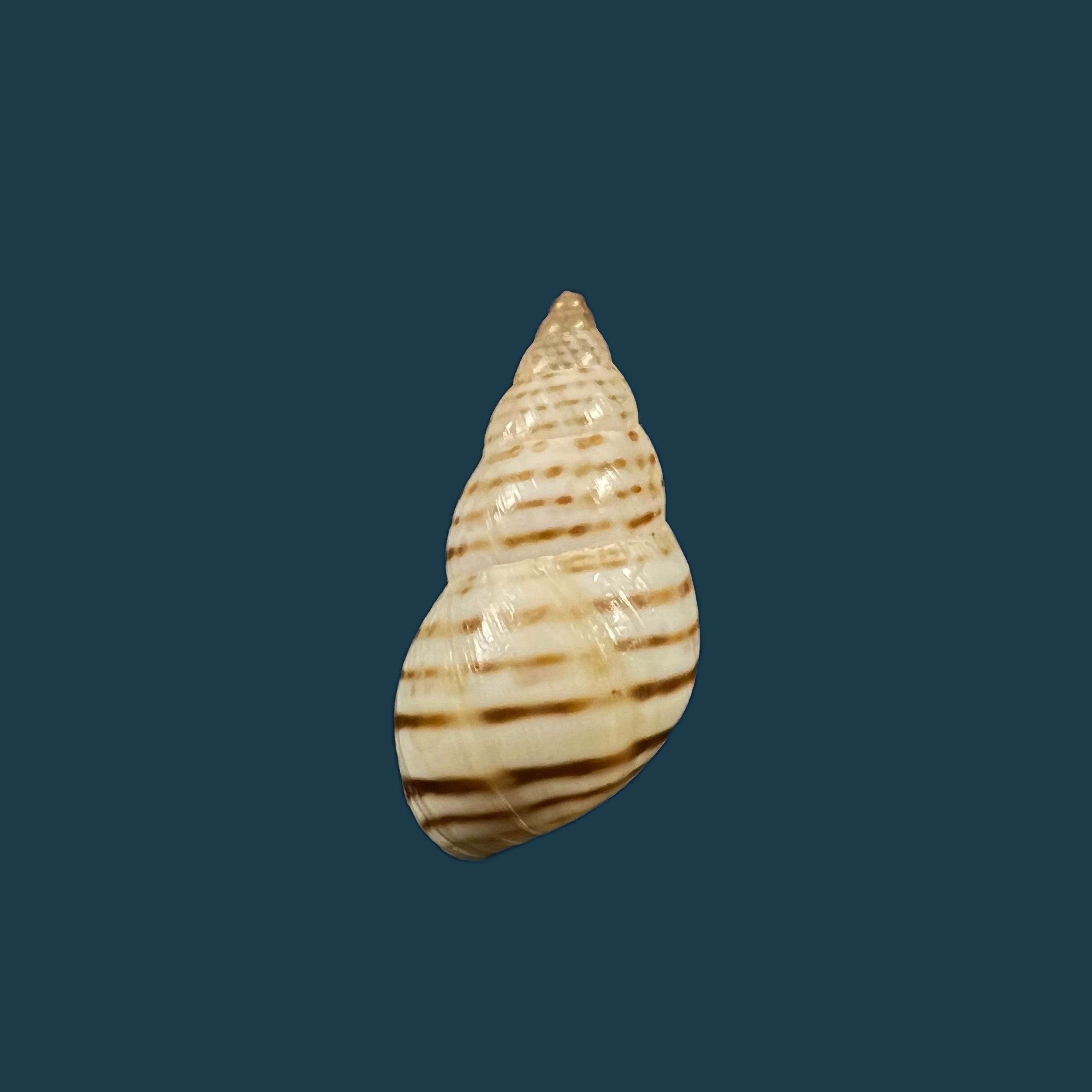Bostryx punctilineatus (Haas, 1951) - 18,9mm