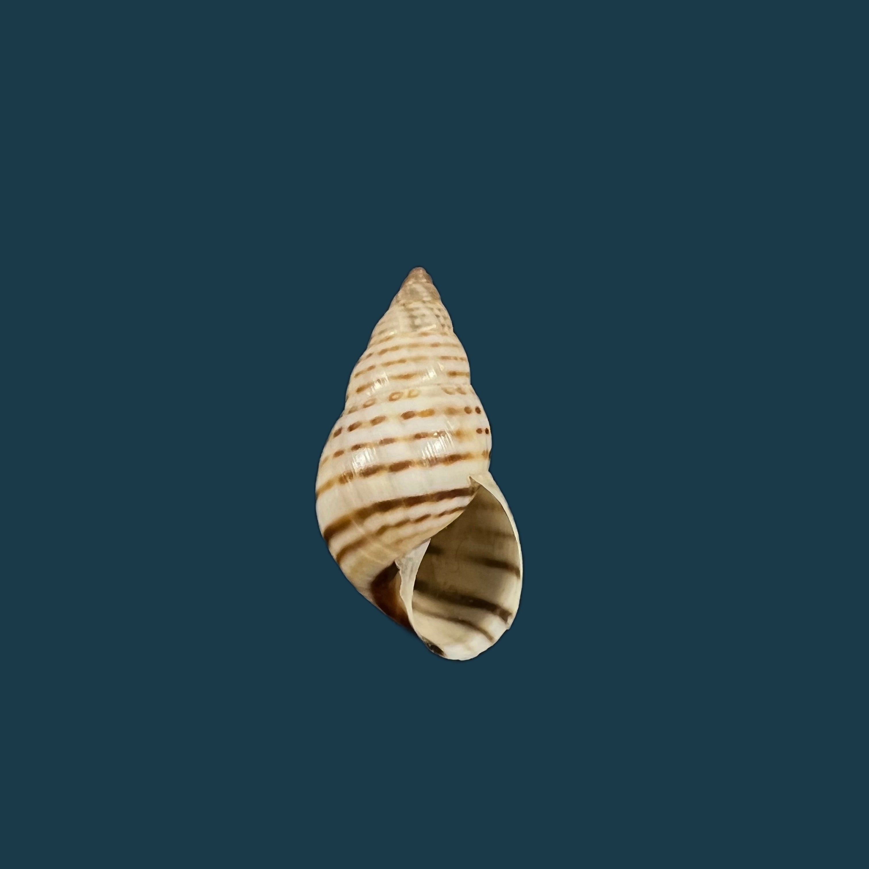 Bostryx punctilineatus (Haas, 1951) - 18,9mm