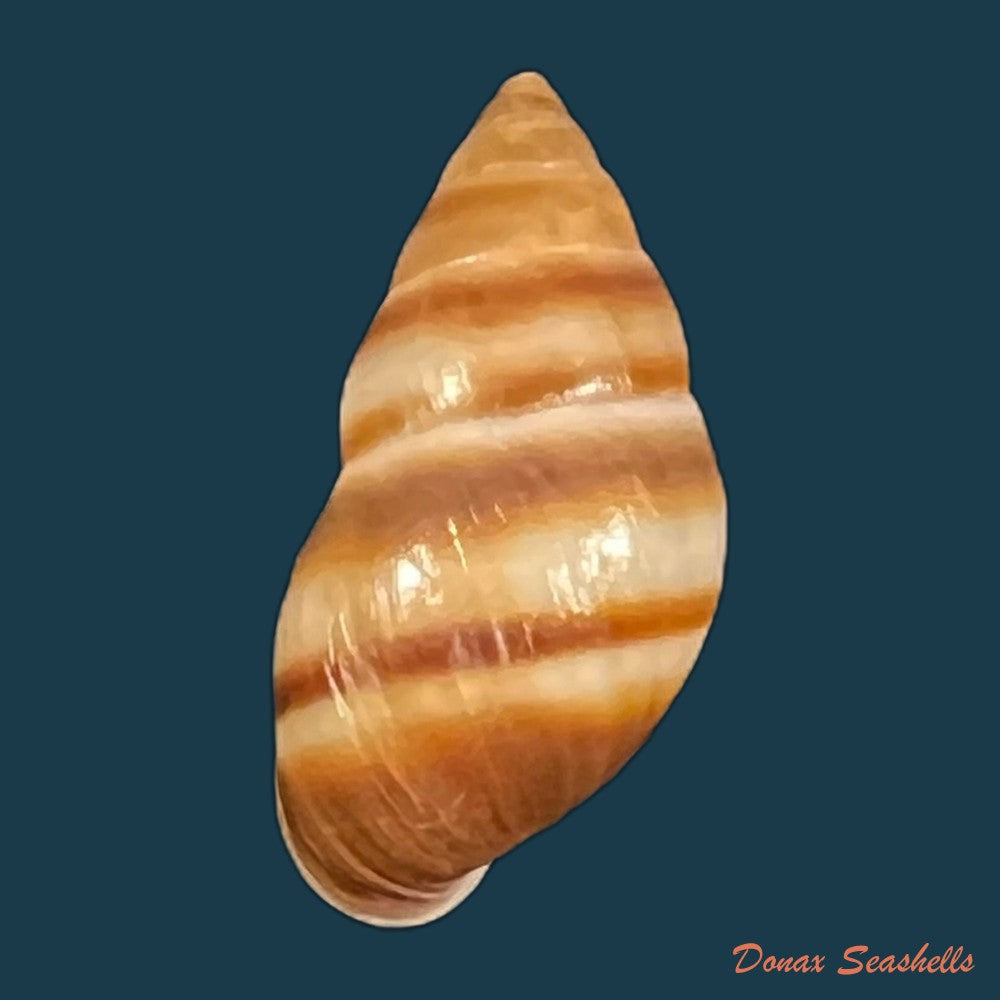 copia-de-bulimulus-guadalupensis-bruguiere-1789-18-6mm-1