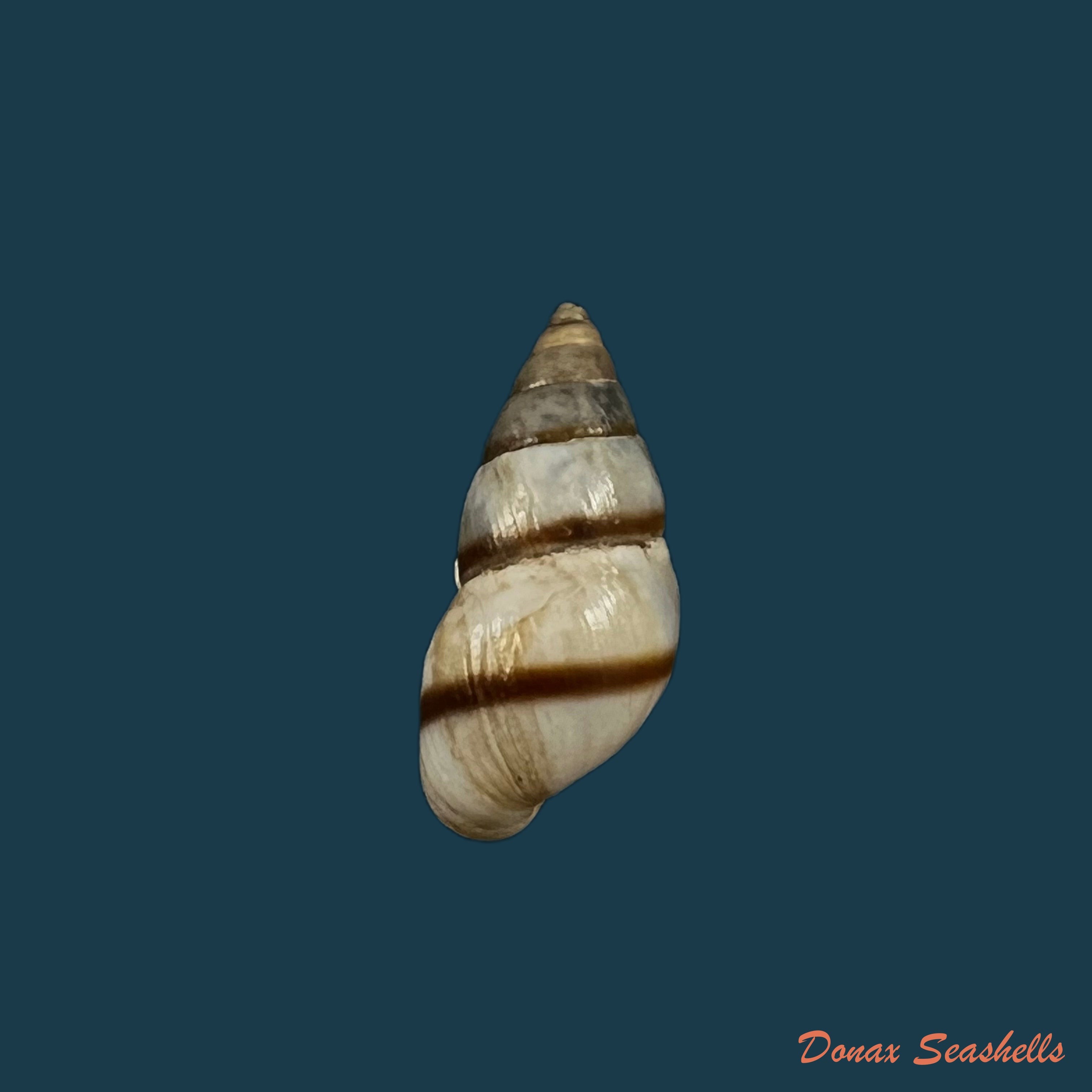 copia-de-bulimulus-guadalupensis-bruguiere-1789-18-6mm