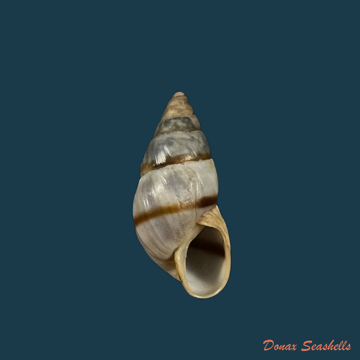 copia-de-bulimulus-guadalupensis-bruguiere-1789-18-6mm