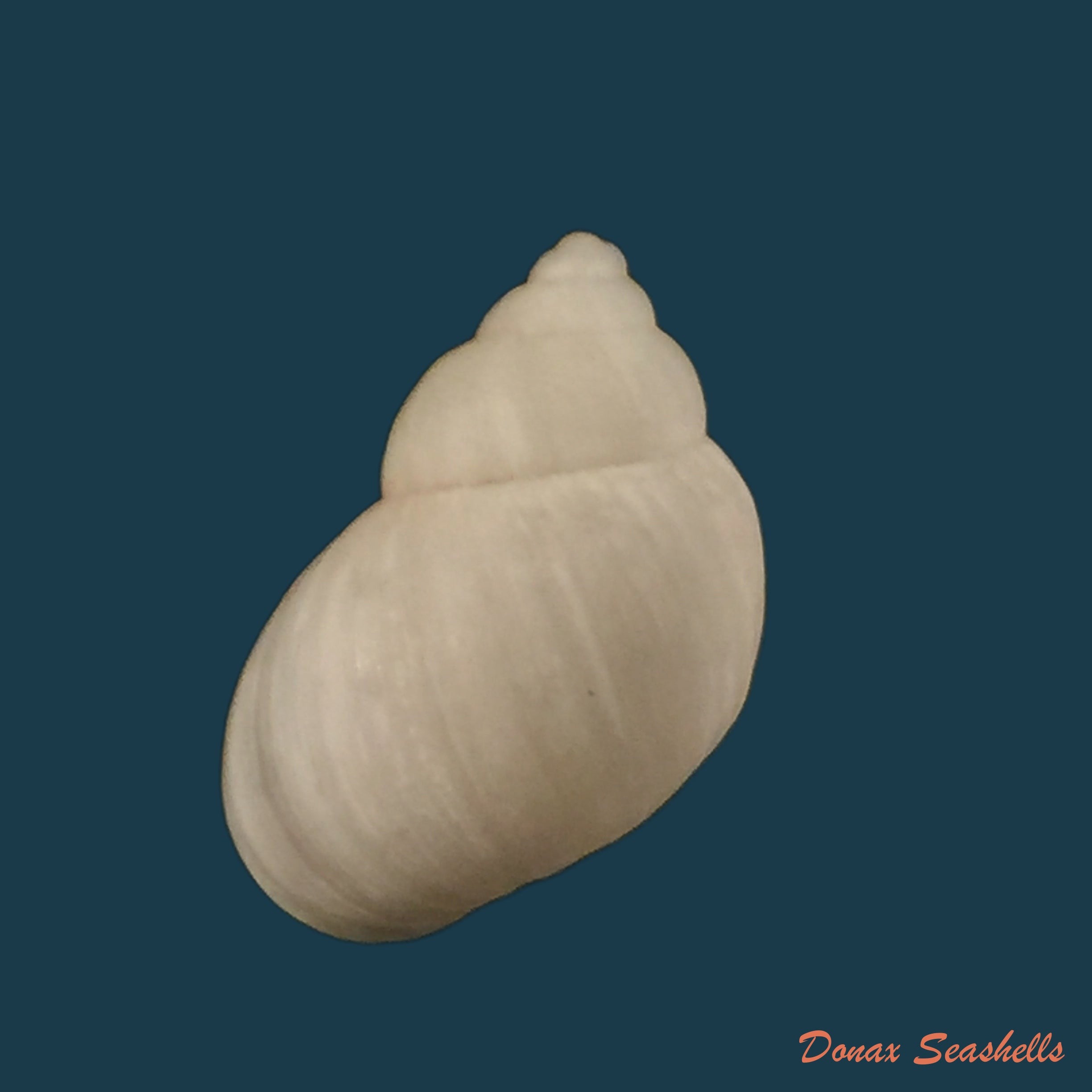 copia-de-bulimulus-guadalupensis-bruguiere-1789