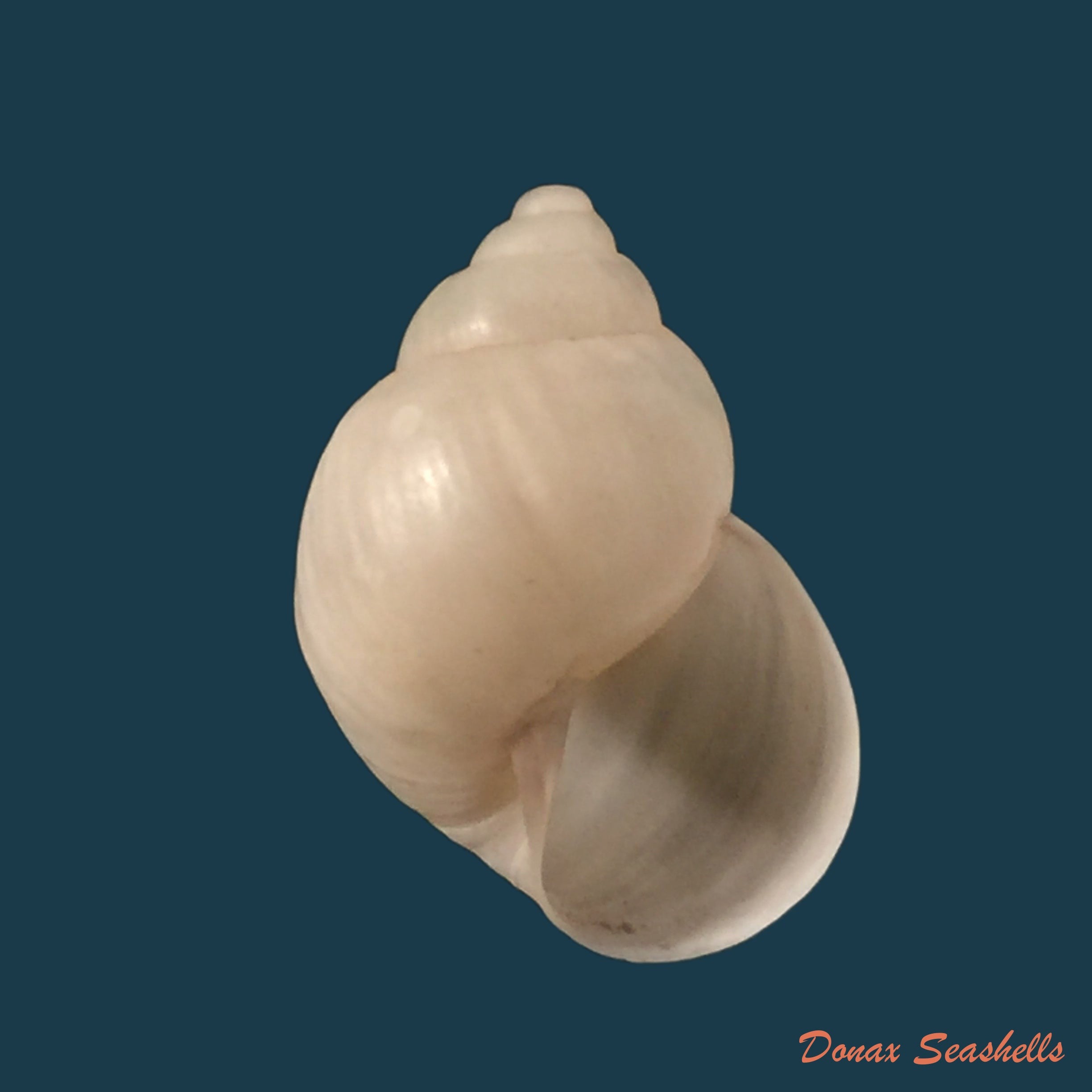 copia-de-bulimulus-guadalupensis-bruguiere-1789