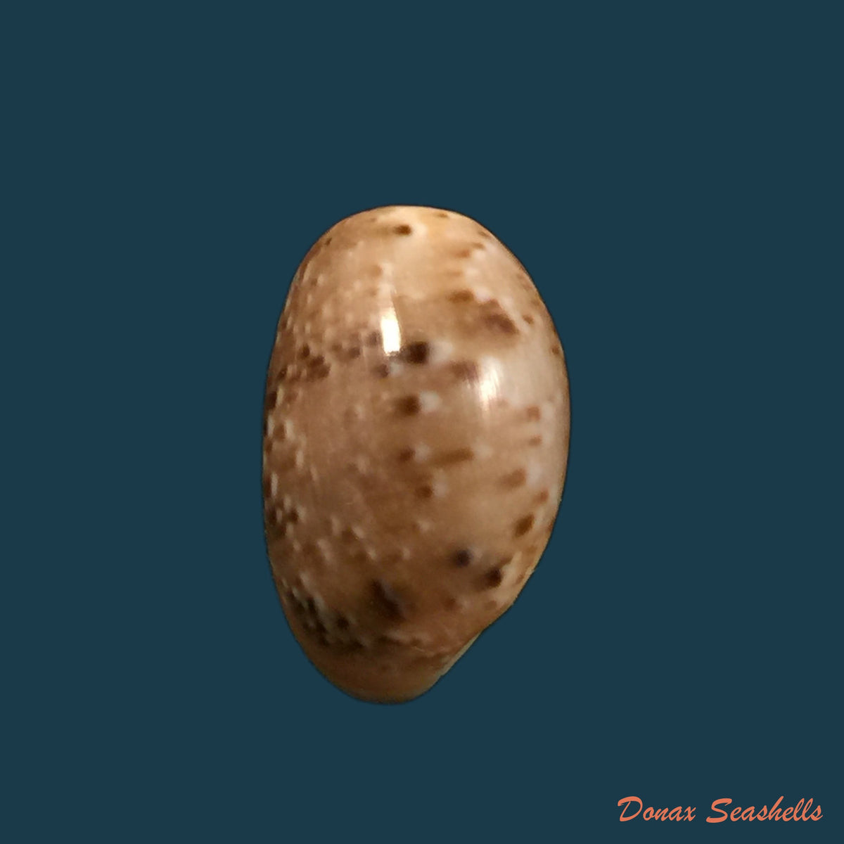 copia-de-bulla-pinctulata-a-adams-in-sowerby-1850-20-1mm
