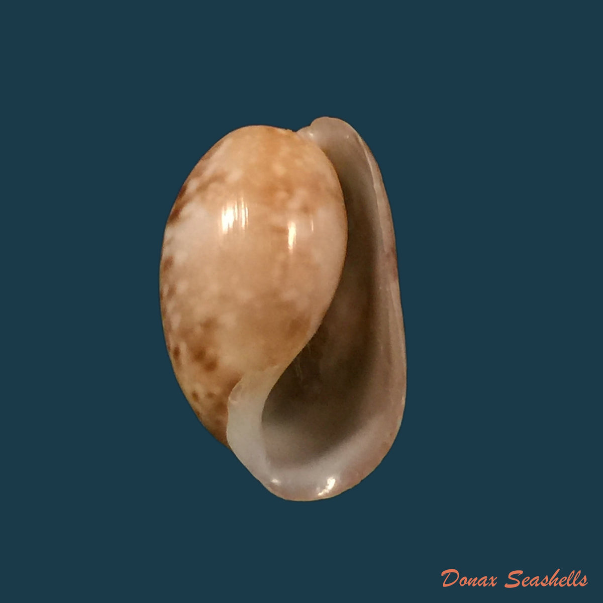 copia-de-bulla-pinctulata-a-adams-in-sowerby-1850-20-1mm