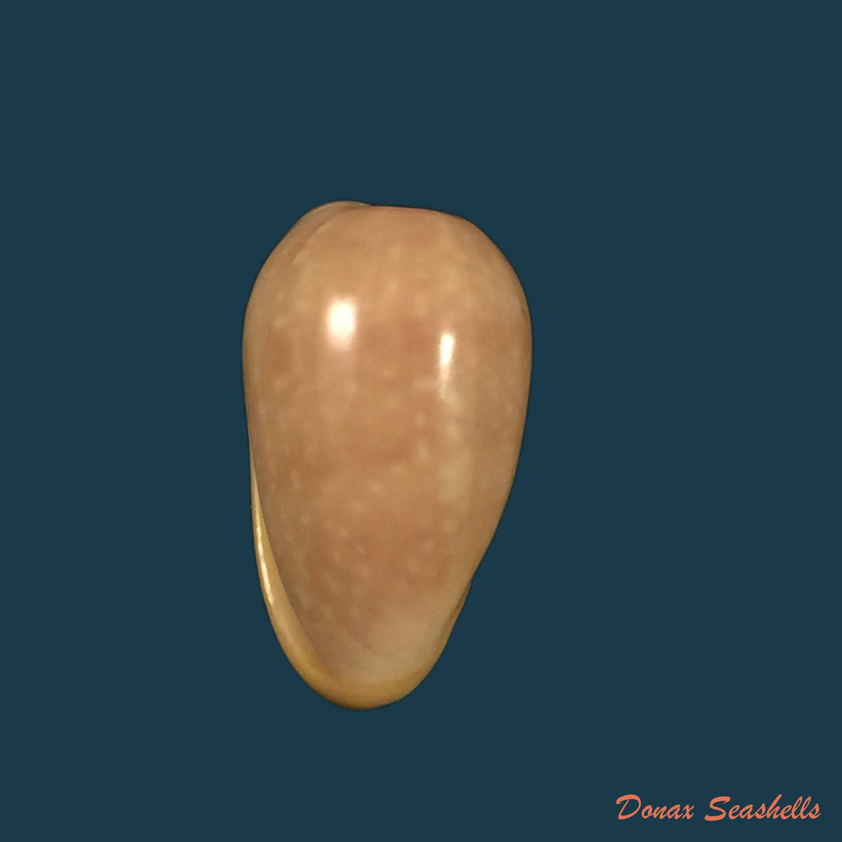 copia-de-bullata-analuciae-souza-coovert-2001-23-5mm-1